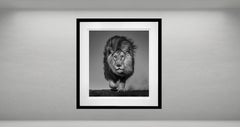 Verschlossen und geflochten, Südafrika von David Yarrow – Wildtierfotografie – Löwe