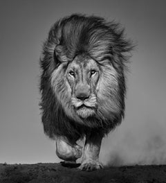 Locked and Loaded, South Africa by David Yarrow - Wildlife Photography - Lion