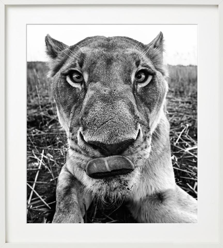 Lunch - funny Close Up Portrait of a Lioness, Fine Art Photography, 2016 For Sale 7