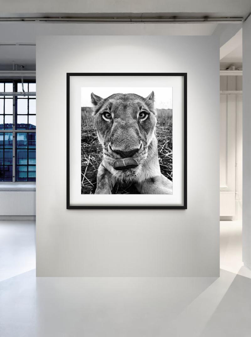 Lunch - funny Close Up Portrait of a Lioness, Fine Art Photography, 2016 - Gray Black and White Photograph by David Yarrow