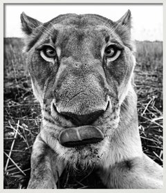 Lunch - funny Close Up Portrait of a Lioness, Fine Art Photography, 2016