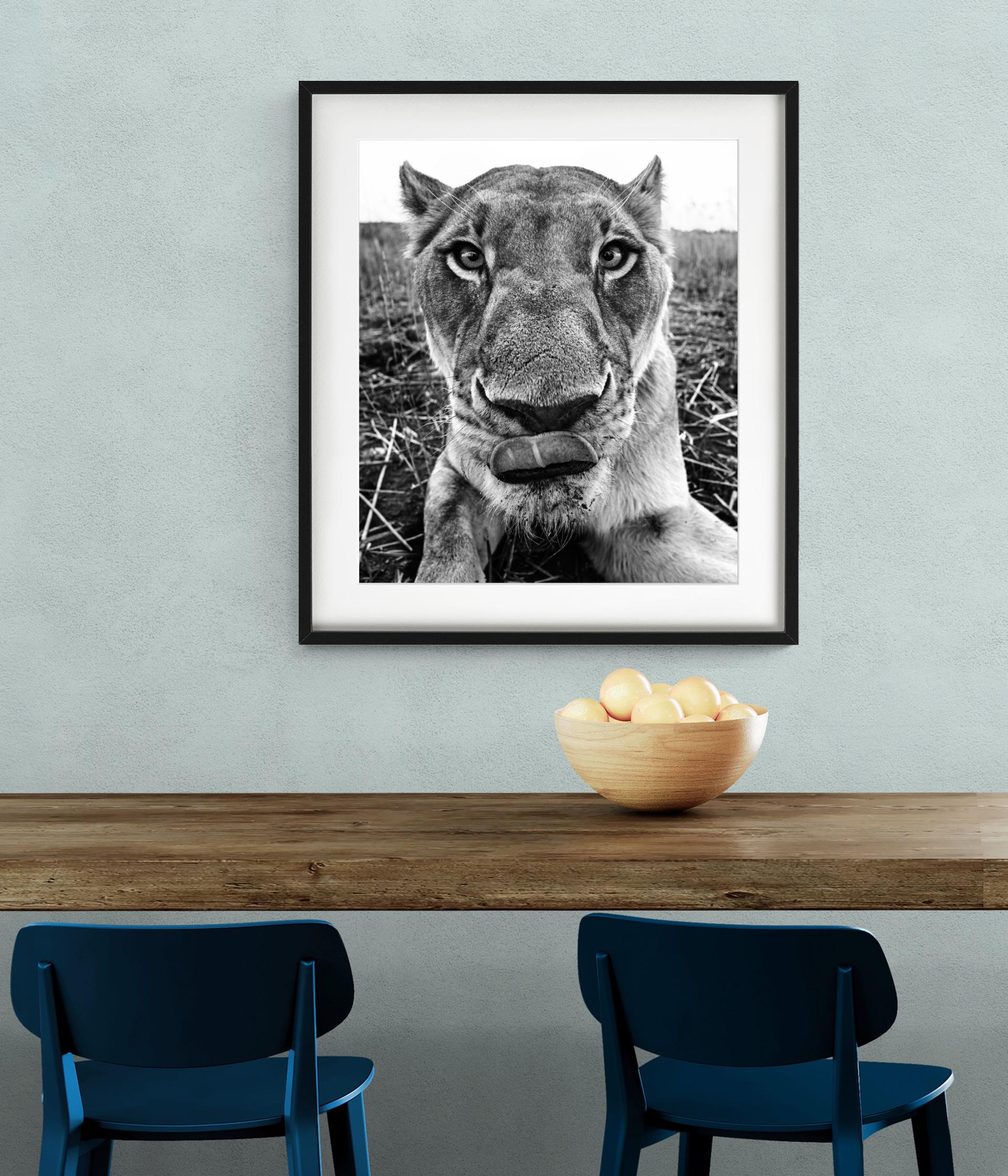 Lunch - funny Close Up Portrait of a Lioness, Fine Art Photography, 2016 For Sale 1