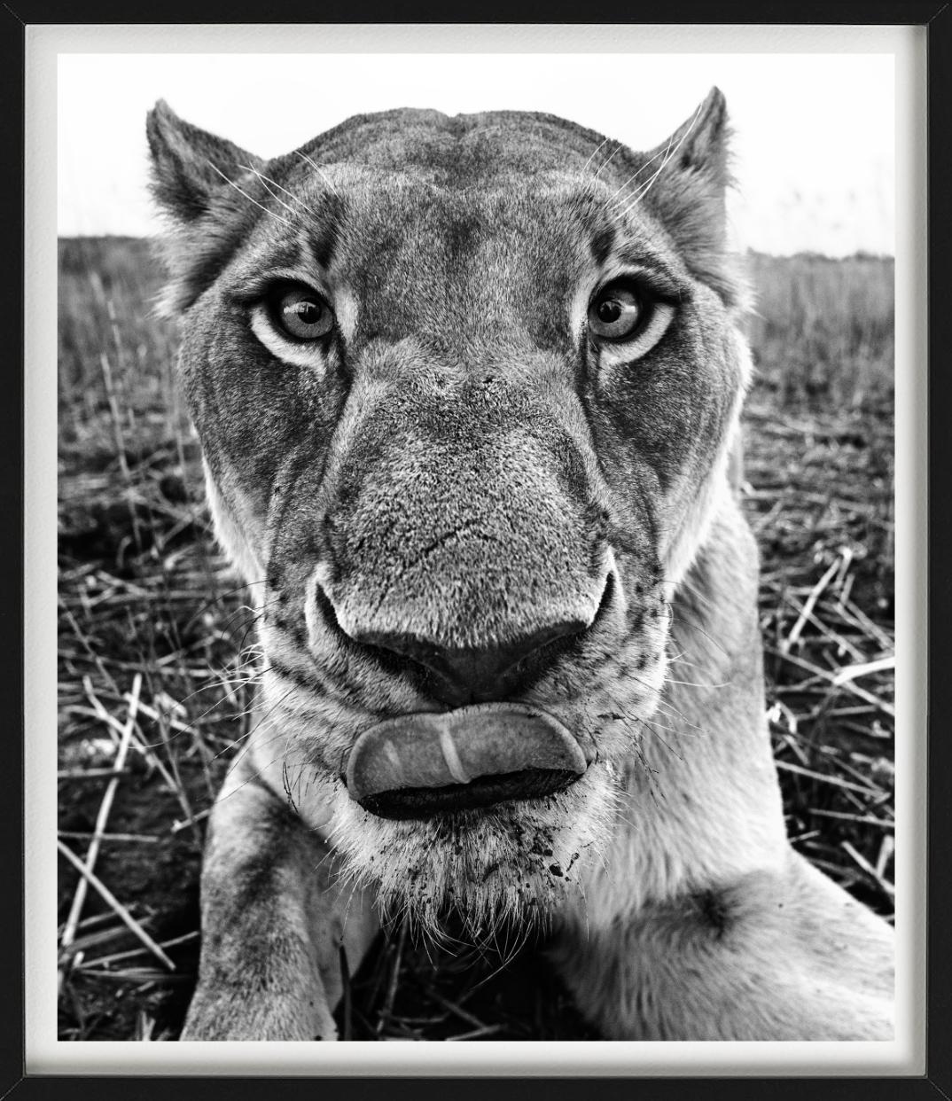 Lunch - funny Close Up Portrait of a Lioness, Fine Art Photography, 2016 For Sale 2