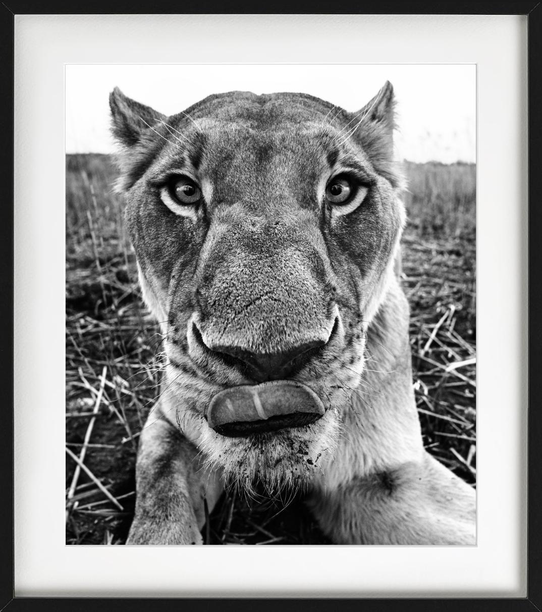 Lunch - funny Close Up Portrait of a Lioness, Fine Art Photography, 2016 For Sale 3