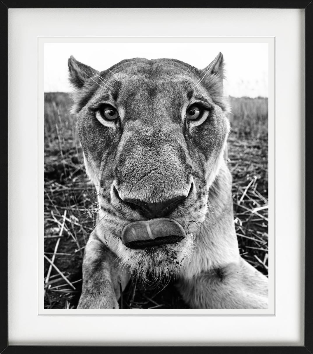 Lunch - funny Close Up Portrait of a Lioness, Fine Art Photography, 2016 For Sale 4