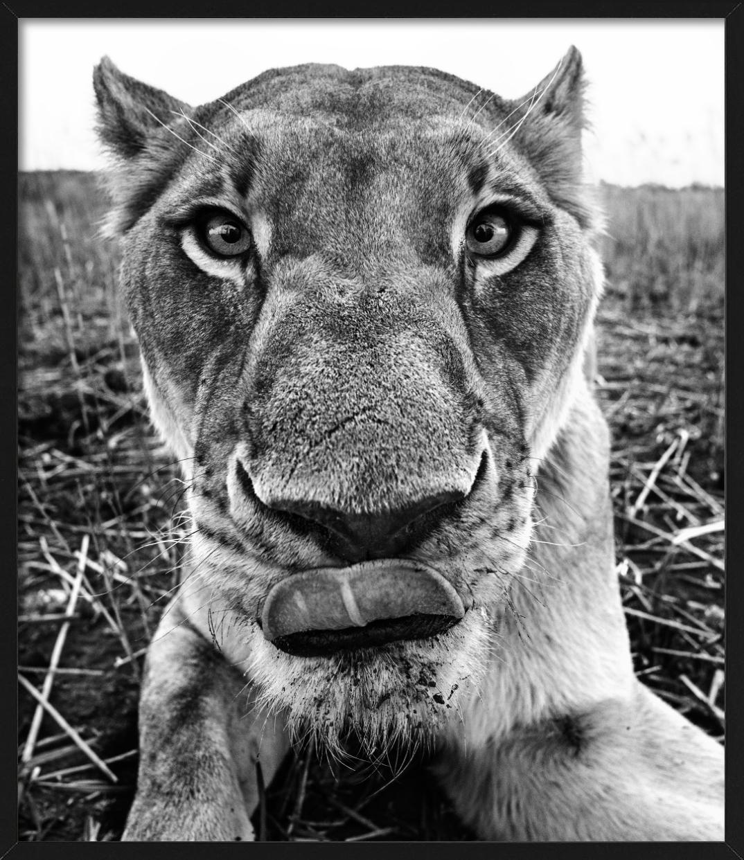 Lunch - funny Close Up Portrait of a Lioness, Fine Art Photography, 2016 For Sale 5