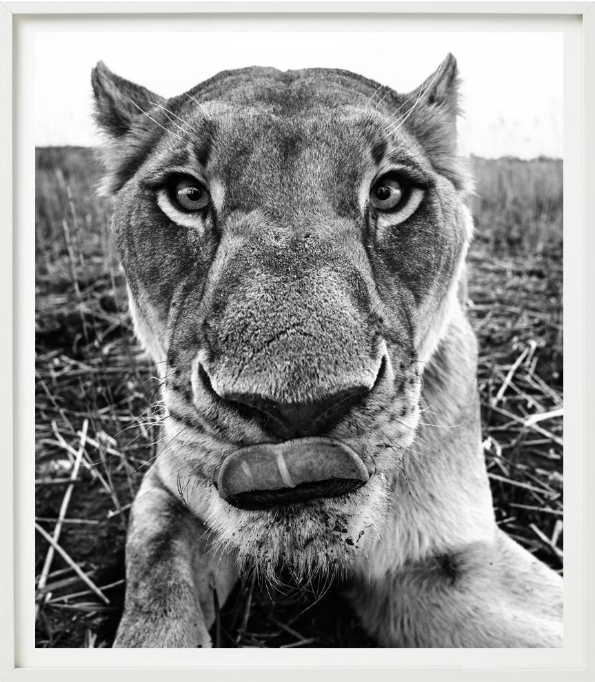 Lunch - funny Close Up Portrait of a Lioness, Fine Art Photography, 2016 For Sale 6
