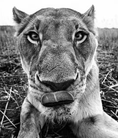 Lunch - funny Close Up Portrait of a Lioness, Fine Art Photography, 2016