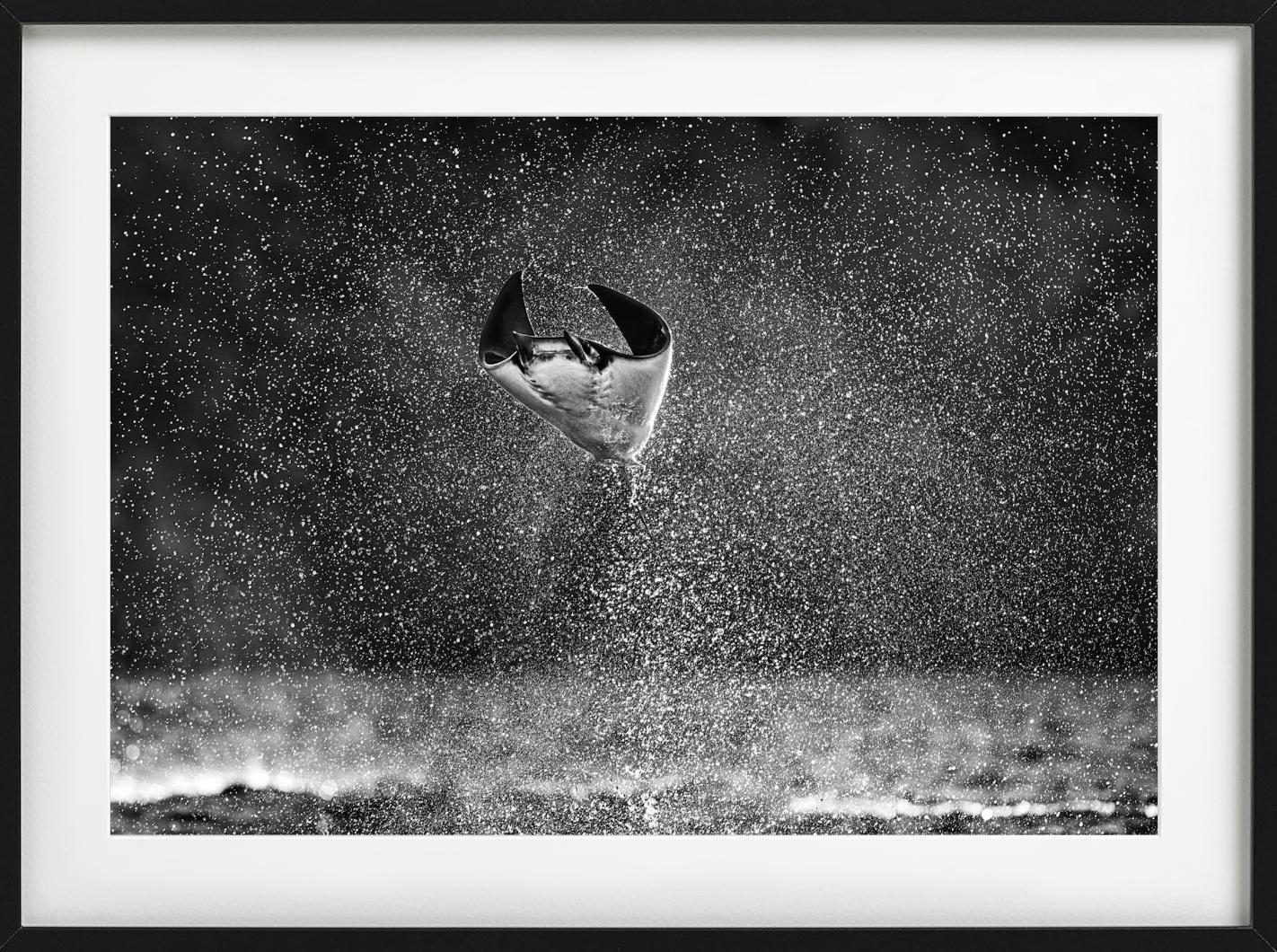 Mars Attacks, Manta Ray springt aus dem Wasser, Kunstfotografie, 2021 (Schwarz), Figurative Photograph, von David Yarrow