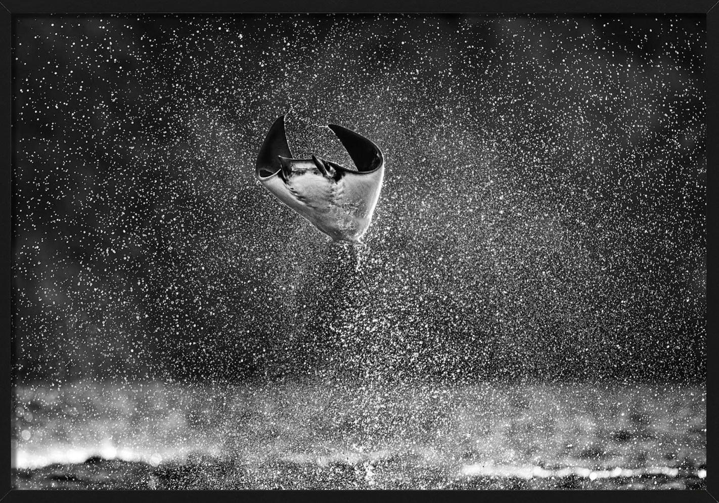 Mars Attacks, Manta Ray springt aus dem Wasser, Kunstfotografie, 2021 im Angebot 1