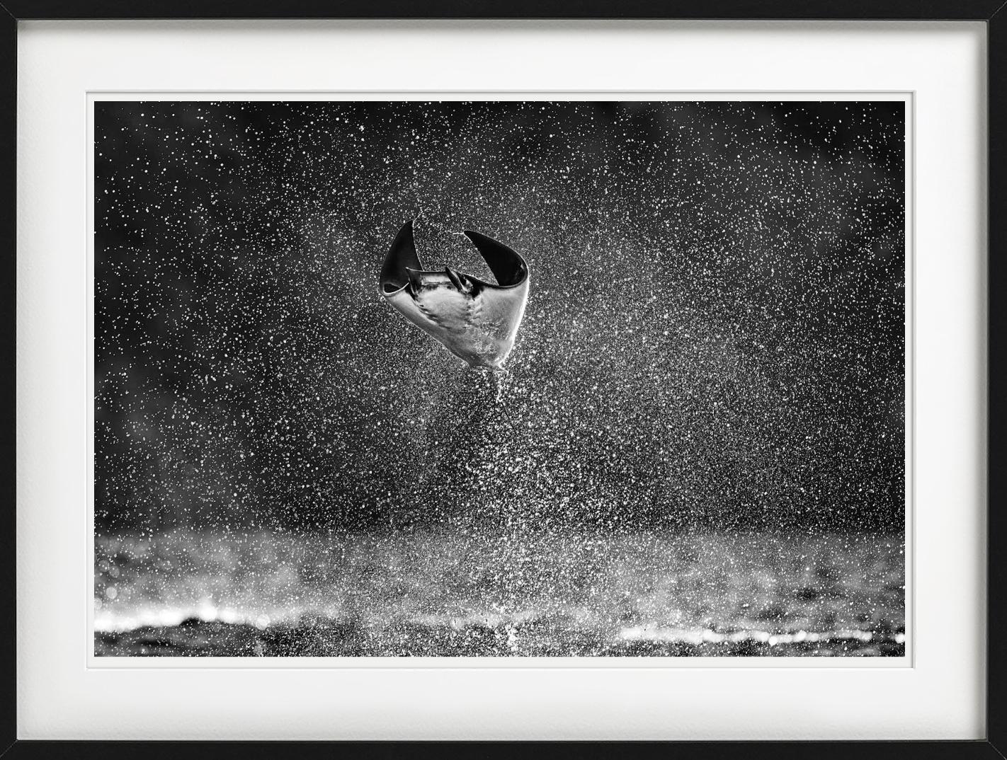 Mars Attacks, Manta Ray springt aus dem Wasser, Kunstfotografie, 2021 im Angebot 3