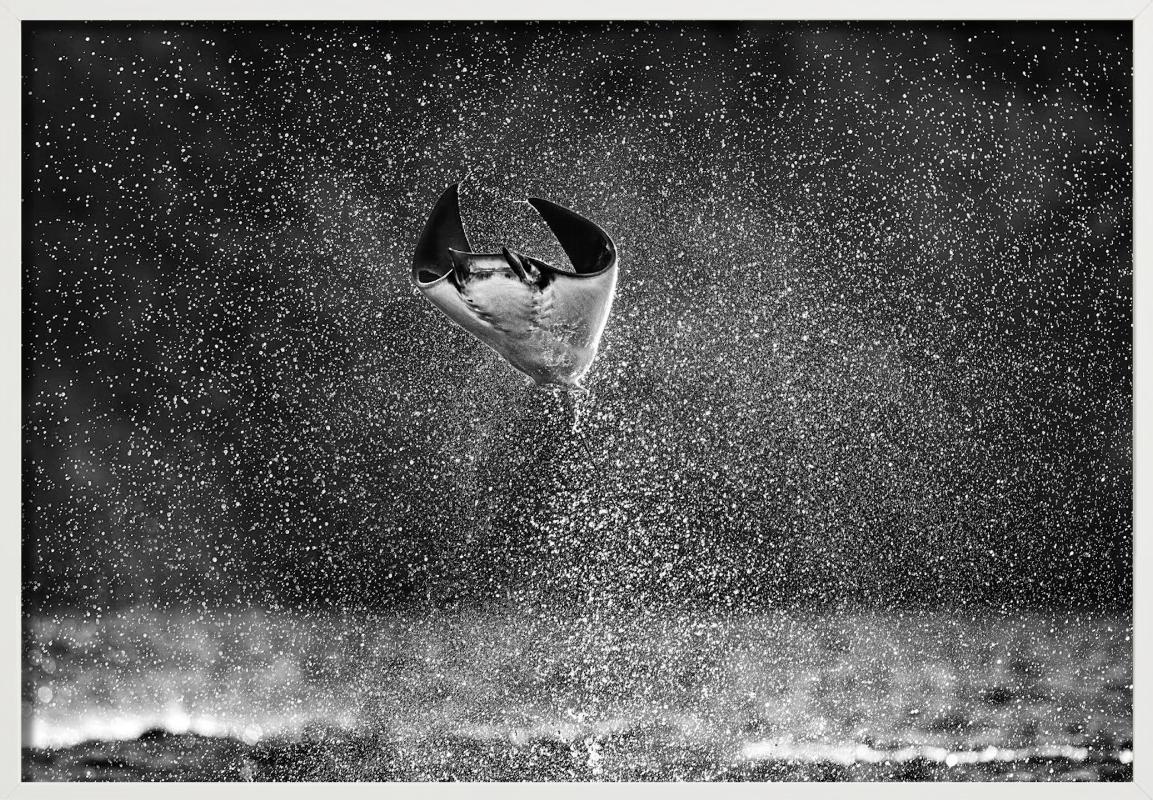 Mars Attacks, Manta Ray springt aus dem Wasser, Kunstfotografie, 2021 im Angebot 4