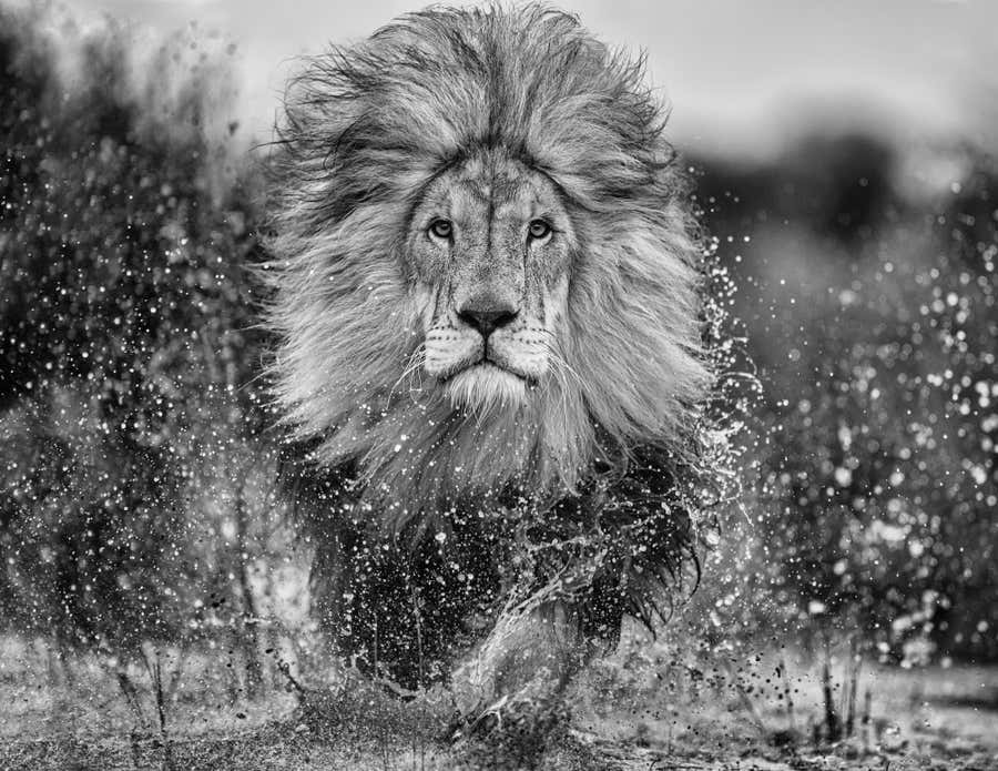 Marshlands II by David Yarrow - Lion - South Africa - Wildlife Photography