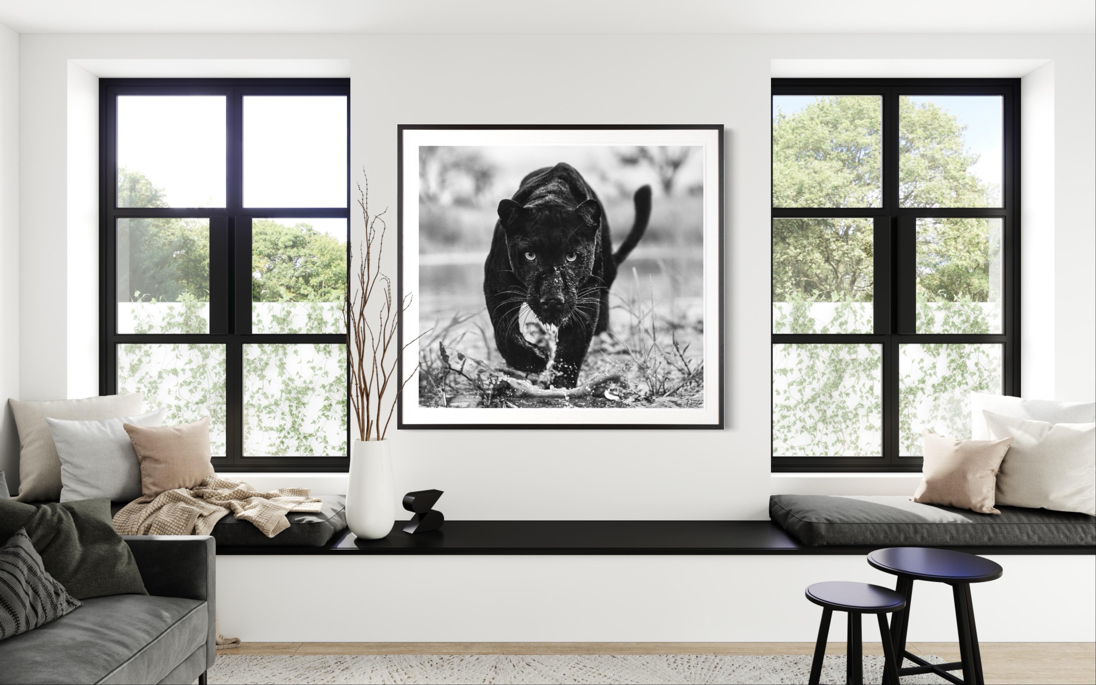 Marvel / Black and White Panther Framed Photo / South Africa Just Released - Photograph by David Yarrow