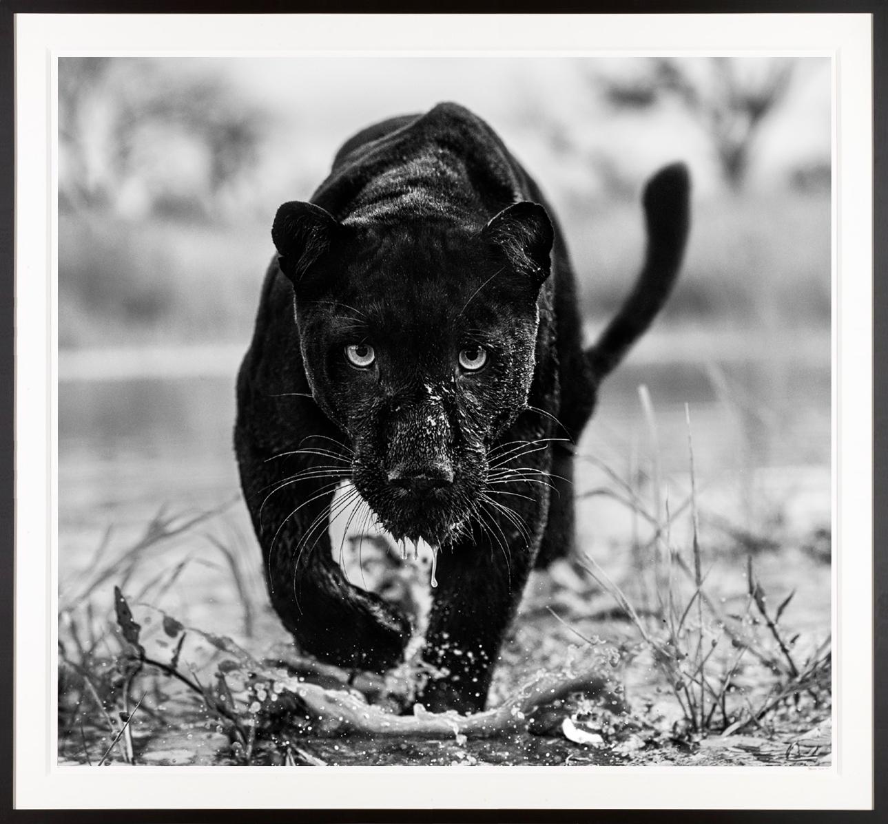 David Yarrow Black and White Photograph - Marvel / Black and White Panther Framed Photo / South Africa Just Released 