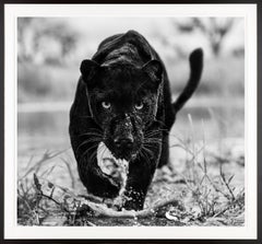 Marvel / Black and White Panther Framed Photo / South Africa Just Released 