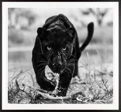Marvel / Black and White Panther Framed Photo / South Africa Just Released