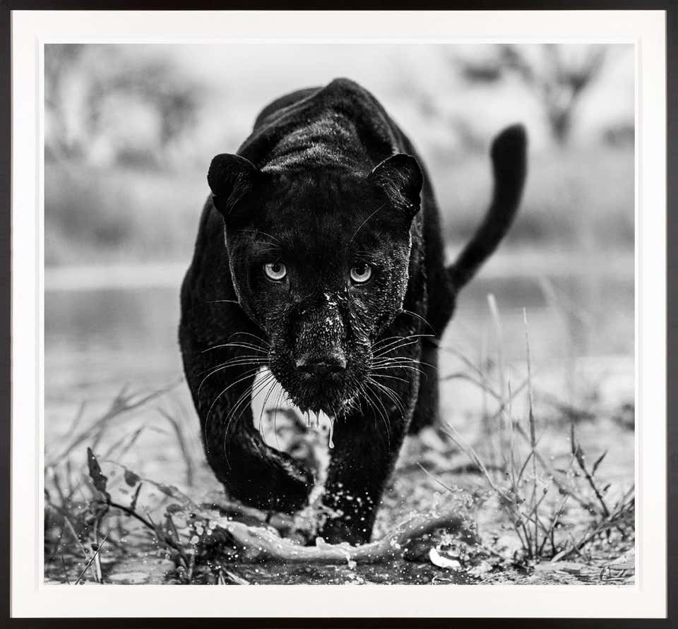 David Yarrow Art 727 For Sale At 1stDibs David Yarrow Prints For david-yarrow-art-727-for-sale-at-1stdibs-david-yarrow-prints-for