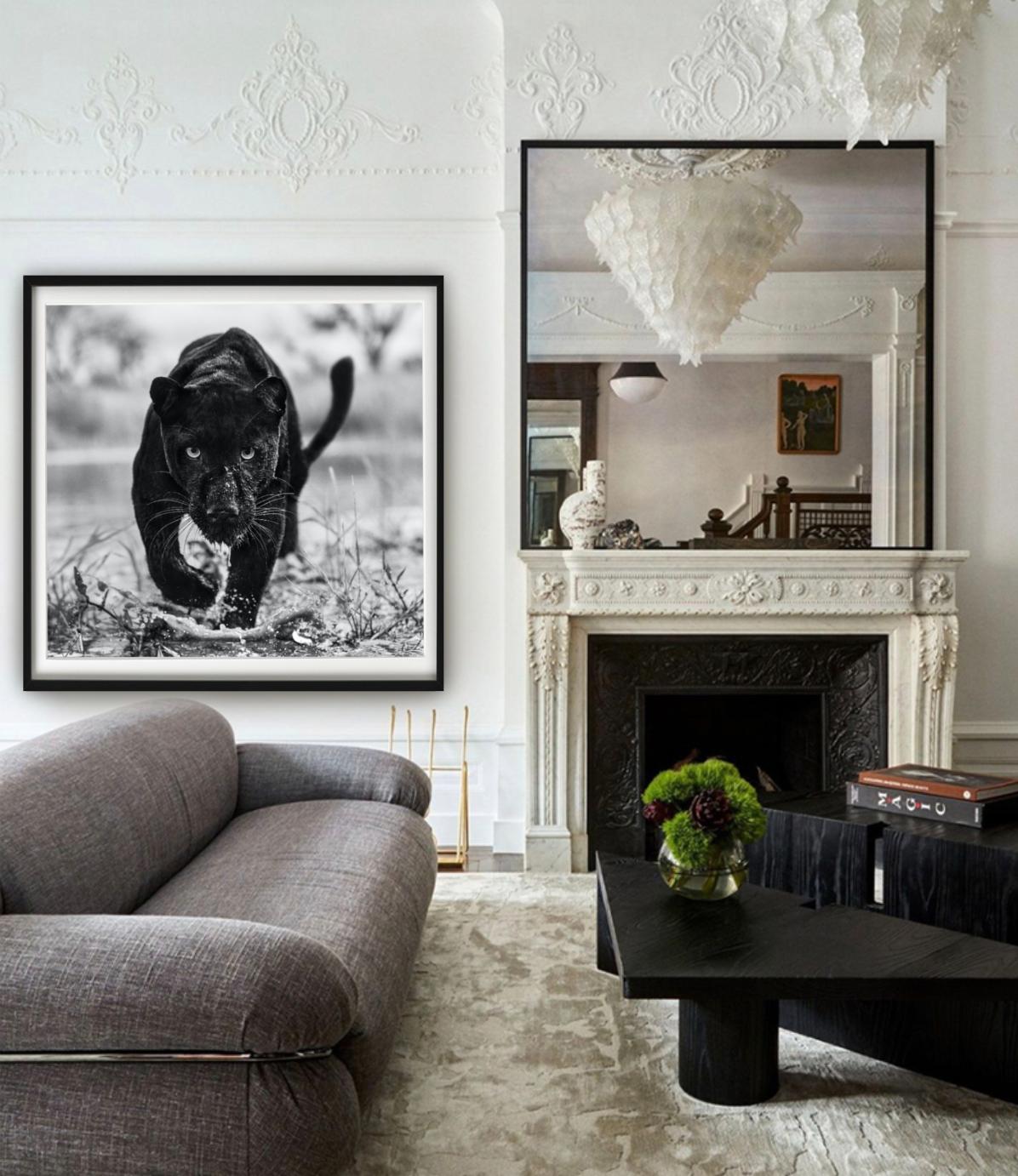 Marvel – Porträt eines schwarzen Panthers, Kunstfotografie, 2022 – Photograph von David Yarrow