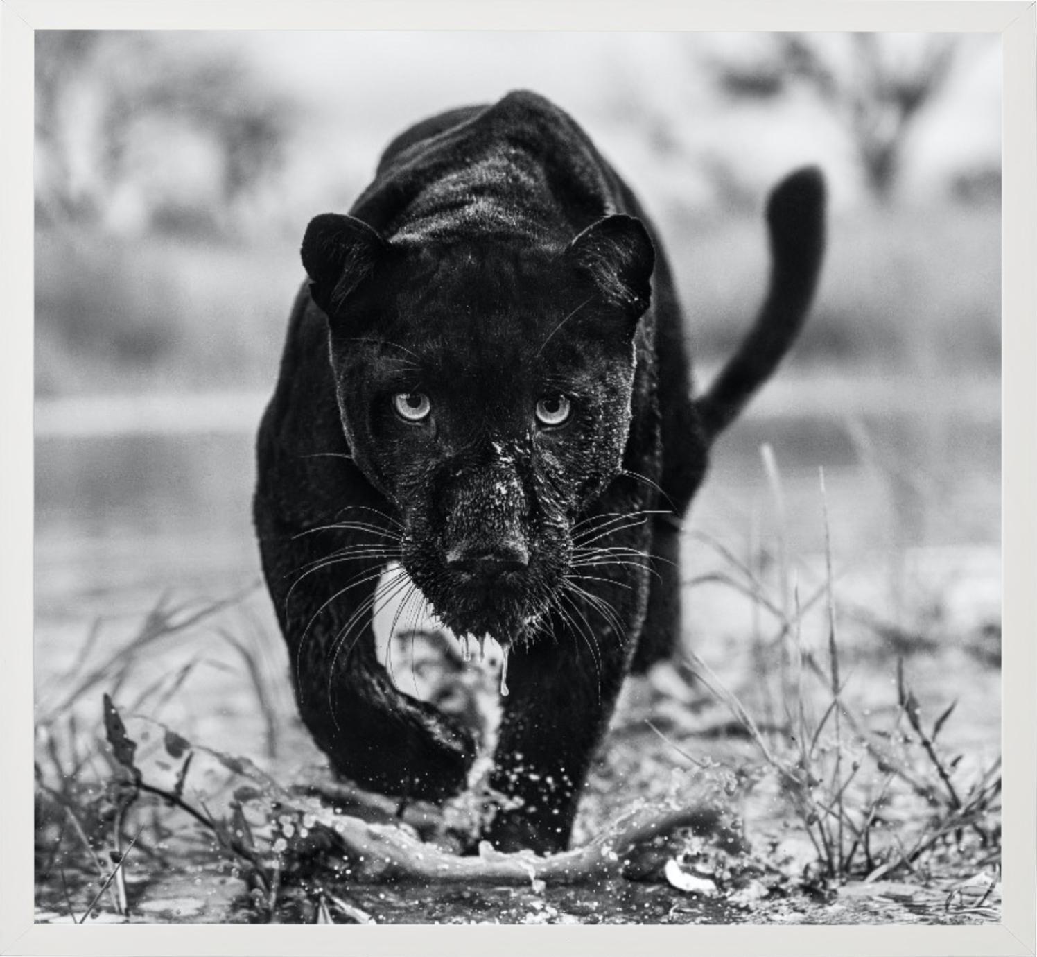 Marvel – Porträt eines schwarzen Panthers, Kunstfotografie, 2022 (Zeitgenössisch), Photograph, von David Yarrow