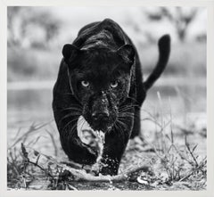 Marvel - Portrait of a Black Panther, Fine Art Photography, 2022