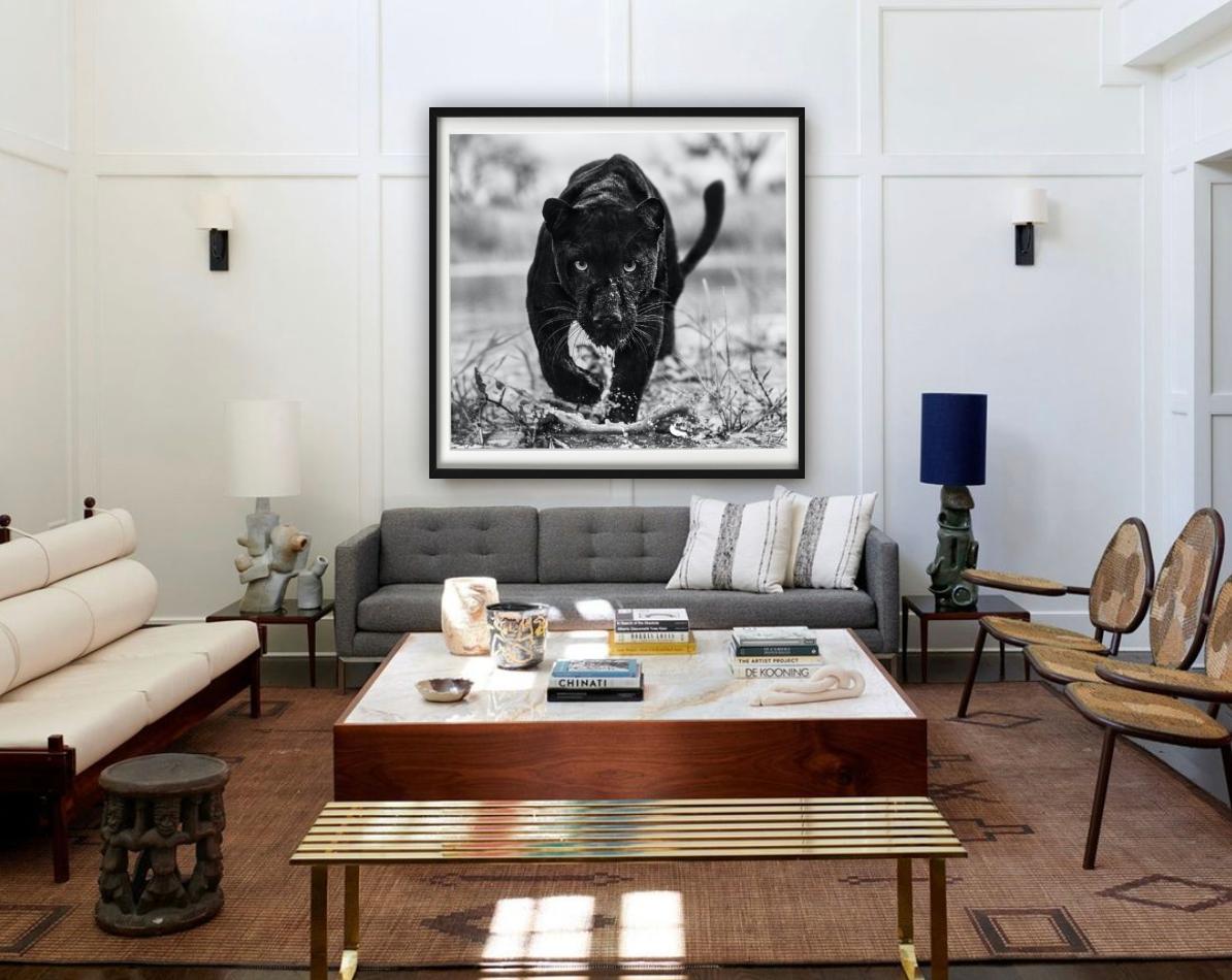 Marvel – Porträt eines schwarzen Panthers, Kunstfotografie, 2022 (Schwarz), Landscape Photograph, von David Yarrow