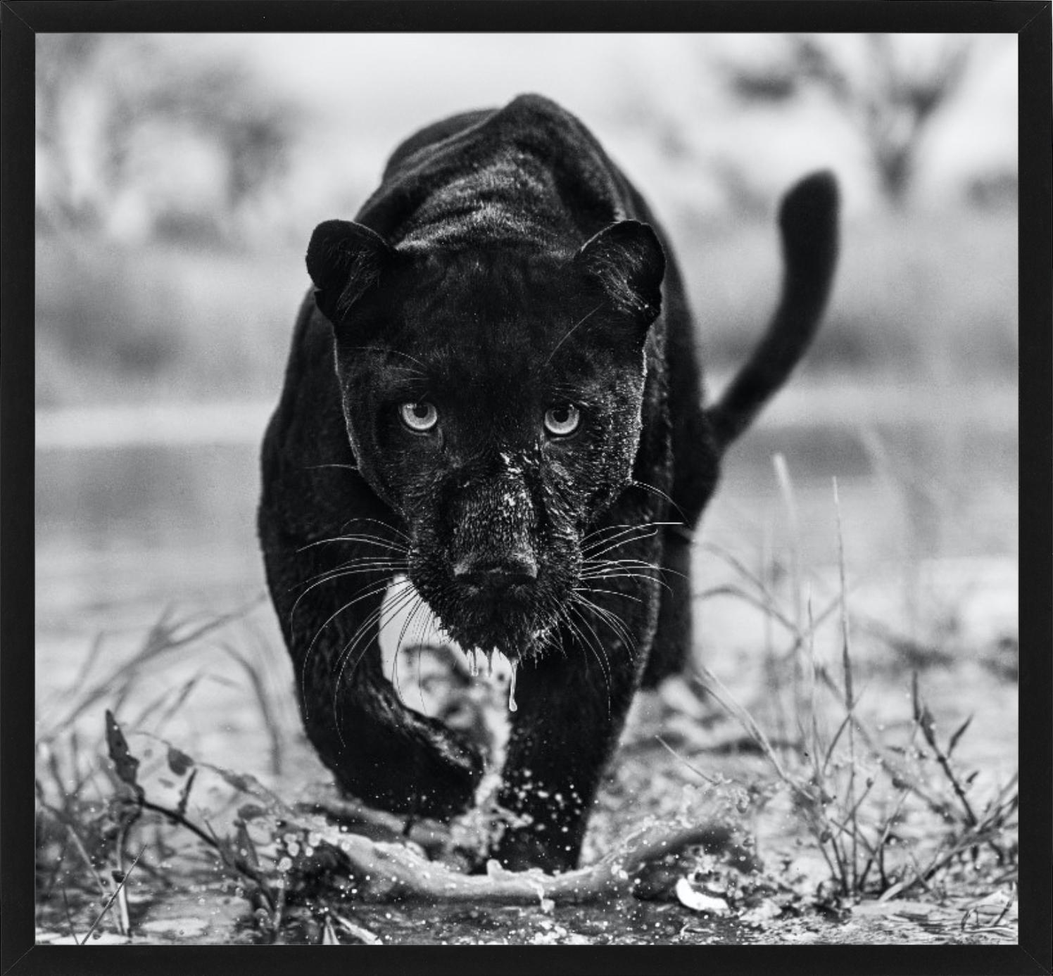 Porträt eines schwarzen Panthers, der sich auf die Kamera zubewegt und das Wasser einer Pfütze unter sich aufspritzt, fotografiert von David Yarrow im Jahr 2022.

Alle Drucke sind in limitierter Auflage erhältlich. Erhältlich in mehreren Größen.