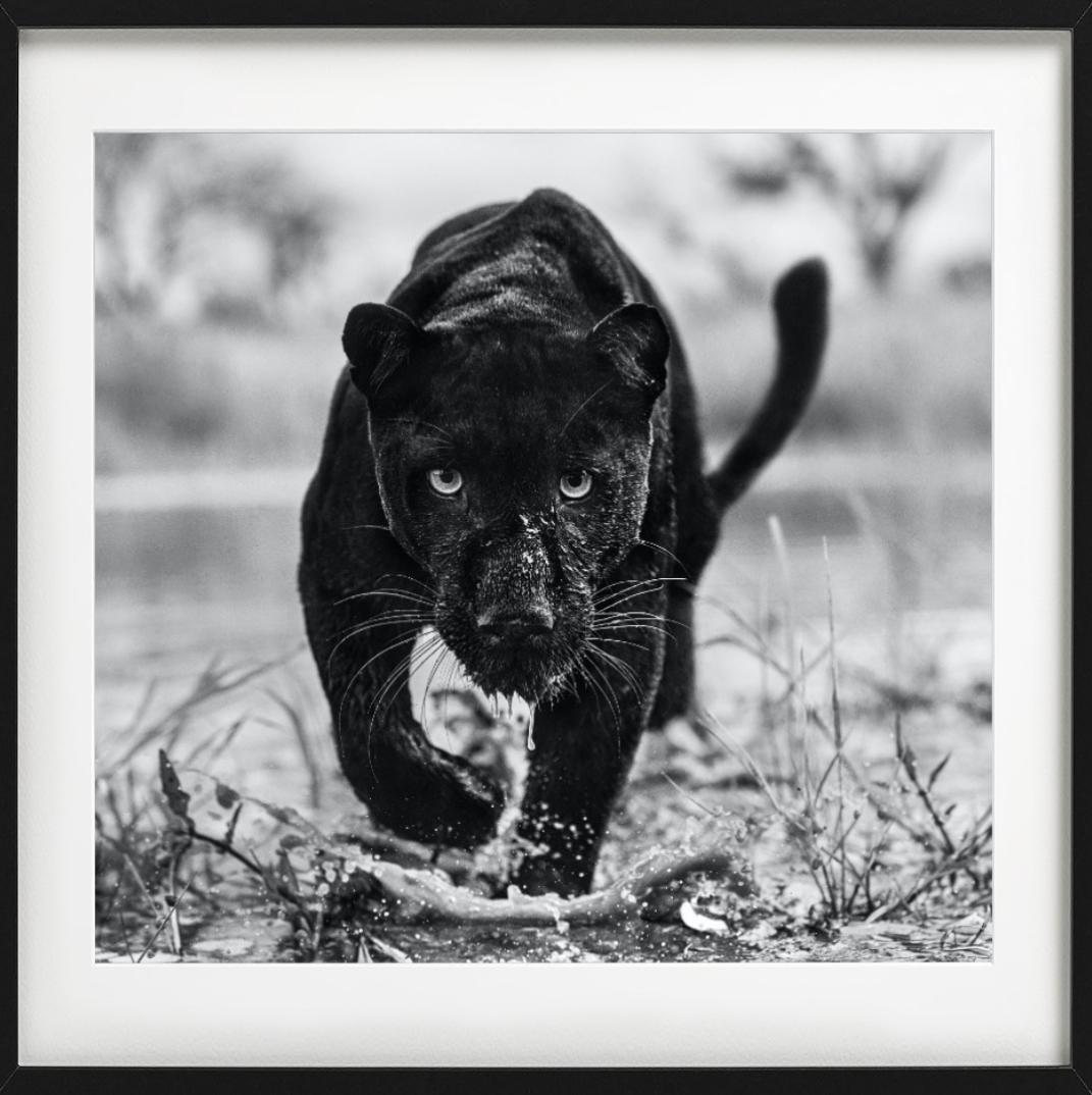 Marvel – Porträt eines schwarzen Panthers, Kunstfotografie, 2022 im Angebot 2