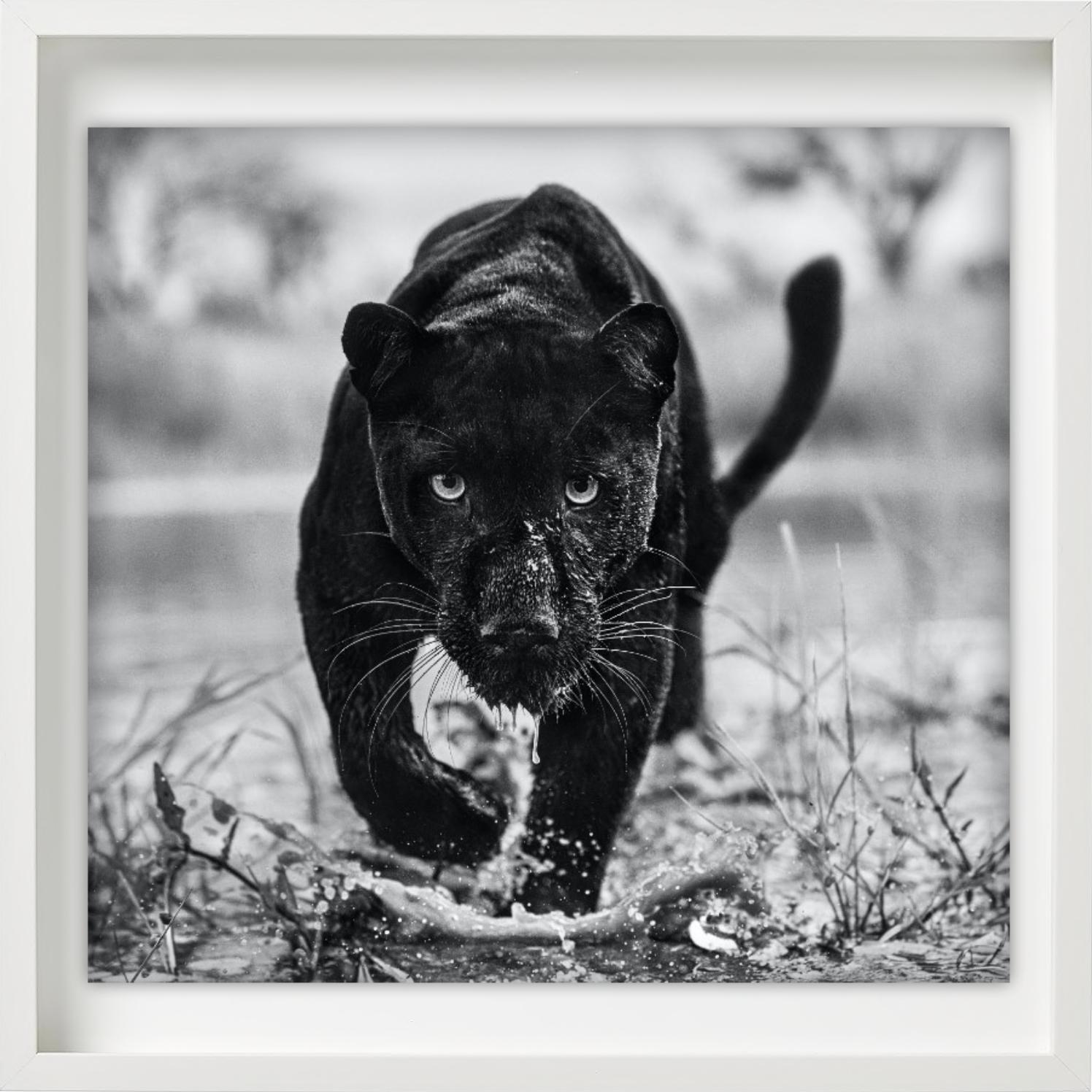 Marvel – Porträt eines schwarzen Panthers, Kunstfotografie, 2022 im Angebot 3