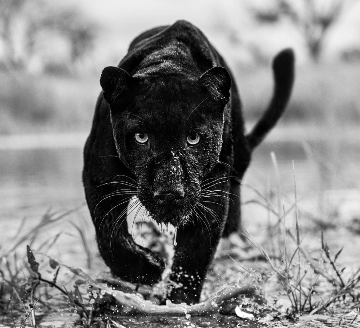 David Yarrow Landscape Photograph - Marvel - black panther walking towards you