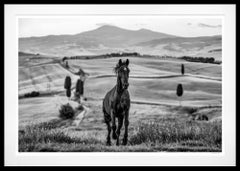 Maximus (B&N) di David Yarrow - Stallone nero - Toscana, Italia - Paesaggio