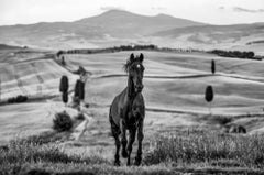 Maximus (B&N) di David Yarrow - Stallone nero - Toscana, Italia - Paesaggio