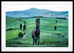 Maximus (Colore) di David Yarrow - Stallone nero - Toscana, Italia - Paesaggio