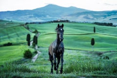 Maximus (Colore) di David Yarrow - Stallone nero - Toscana, Italia - Paesaggio