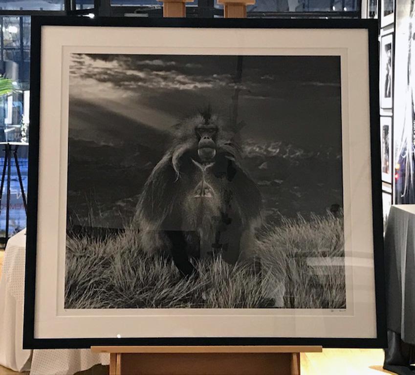 Members Only - Photograph by David Yarrow