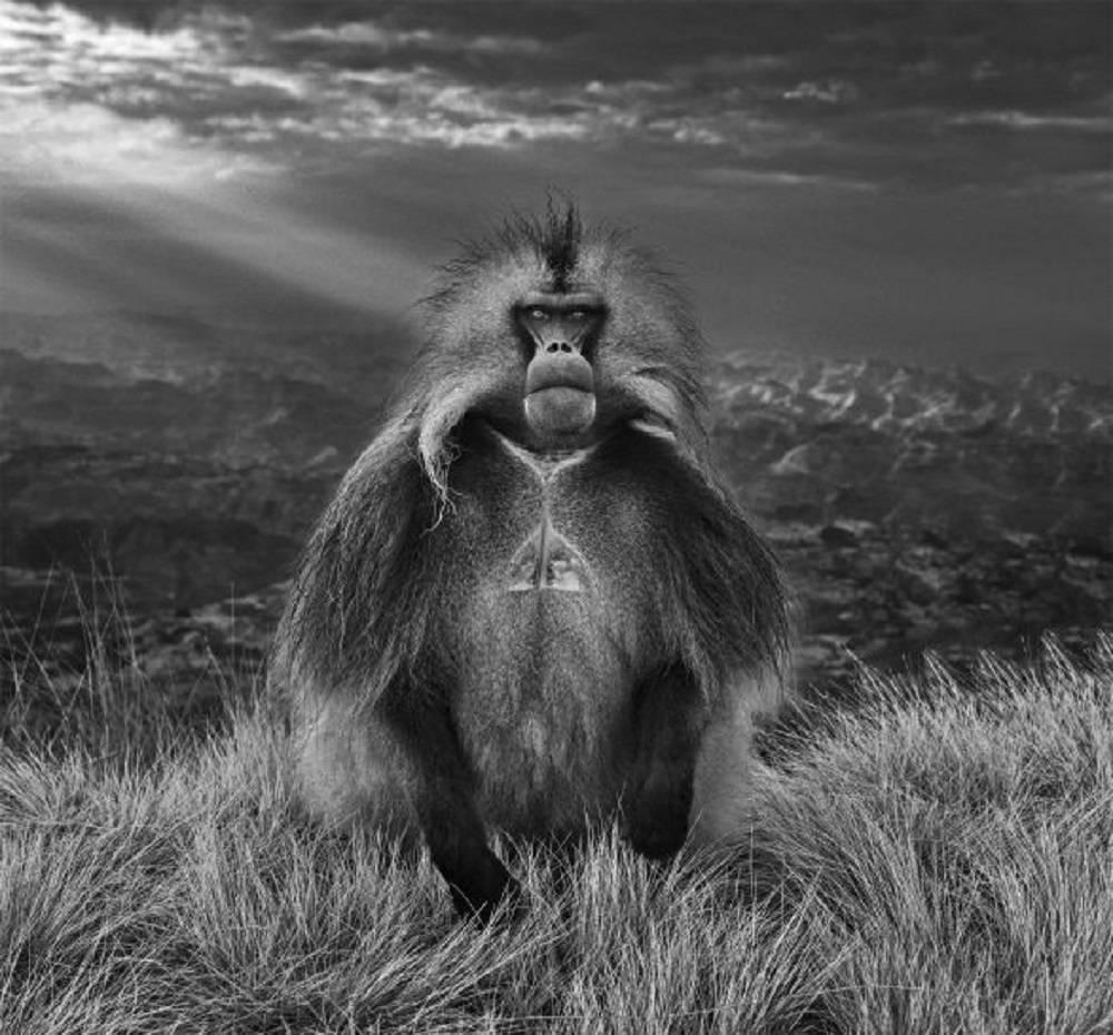 David Yarrow Black and White Photograph - Members Only 