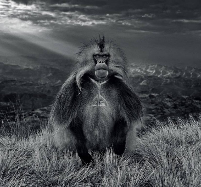 David Yarrow Boy Band, Photograph For Sale at 1stdibs