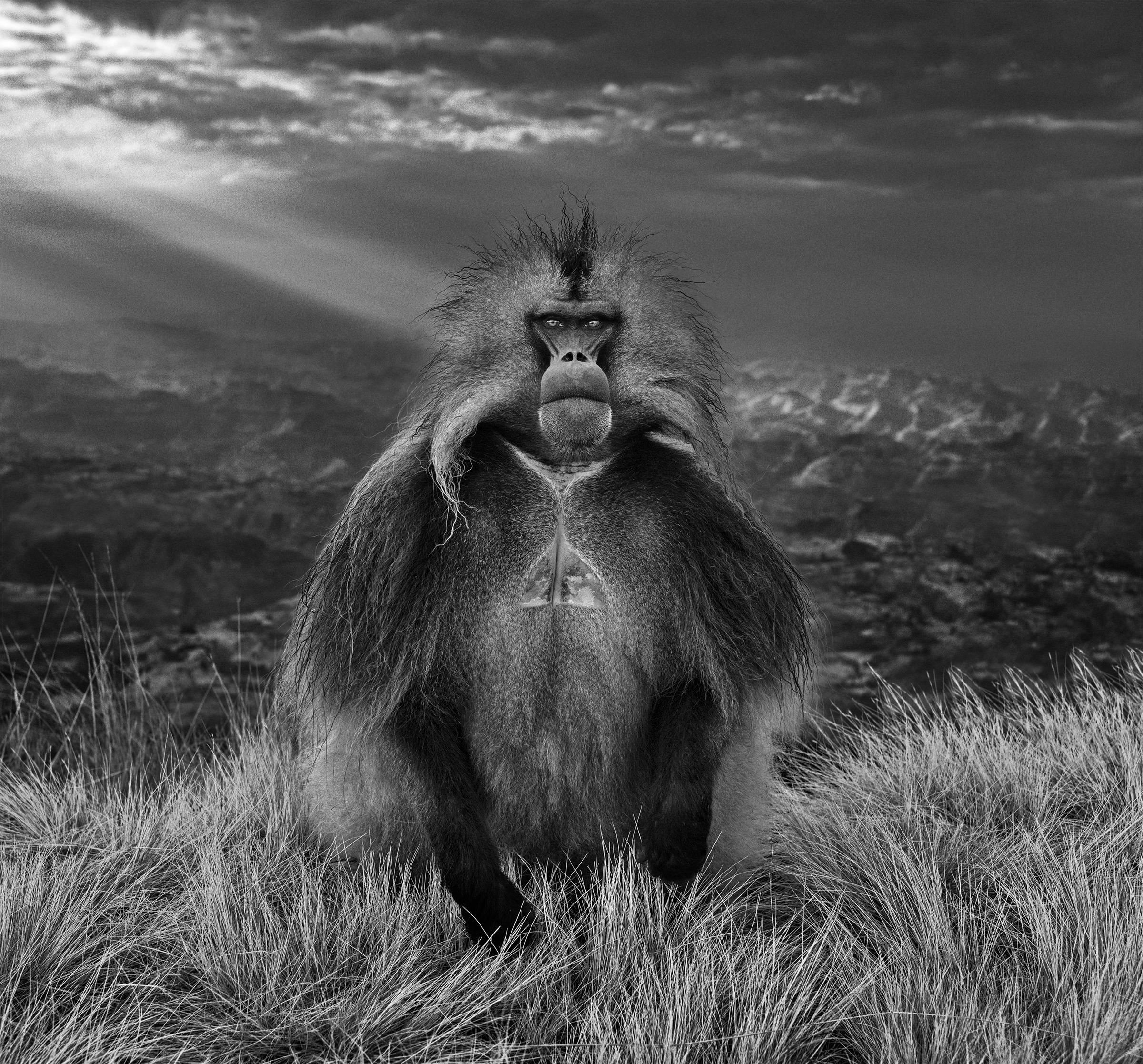 David Yarrow Black and White Photograph - Members Only