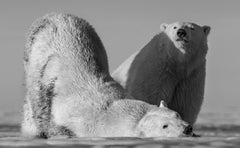Monday Morning, Alaska by David Yarrow - Contemporary Wildlife Photography