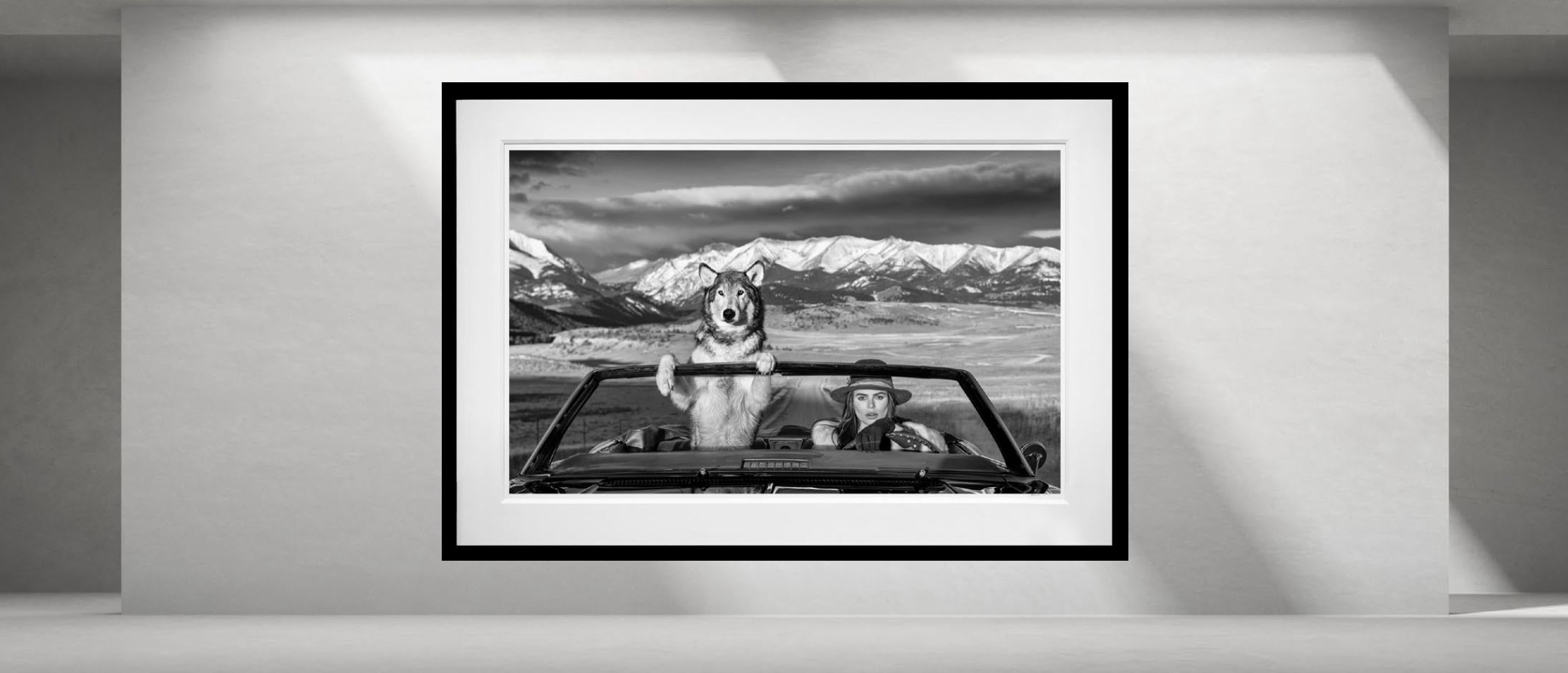 Montana Baby von David Yarrow - Wolf im Angebot 1