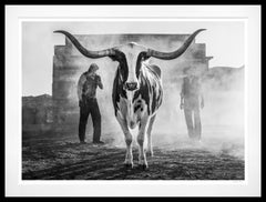 Morning Has Broken (B&W) by David Yarrow - New Release - Texas Longhorn