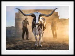 Morning Has Broken (Colour) by David Yarrow - New Release - Texas Longhorn