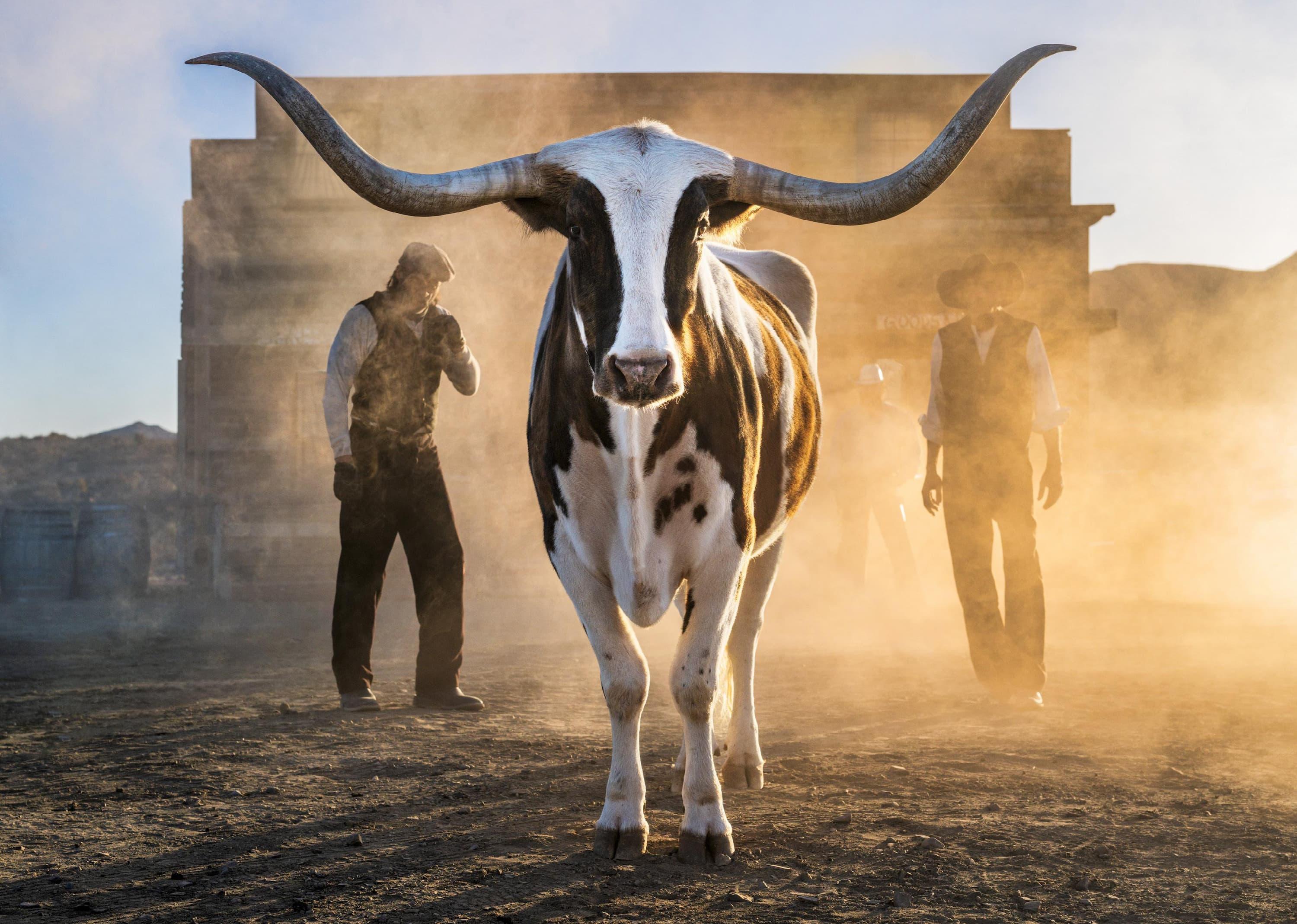 Morning Has Broken (Colour) by David Yarrow - New Release - Texas Longhorn