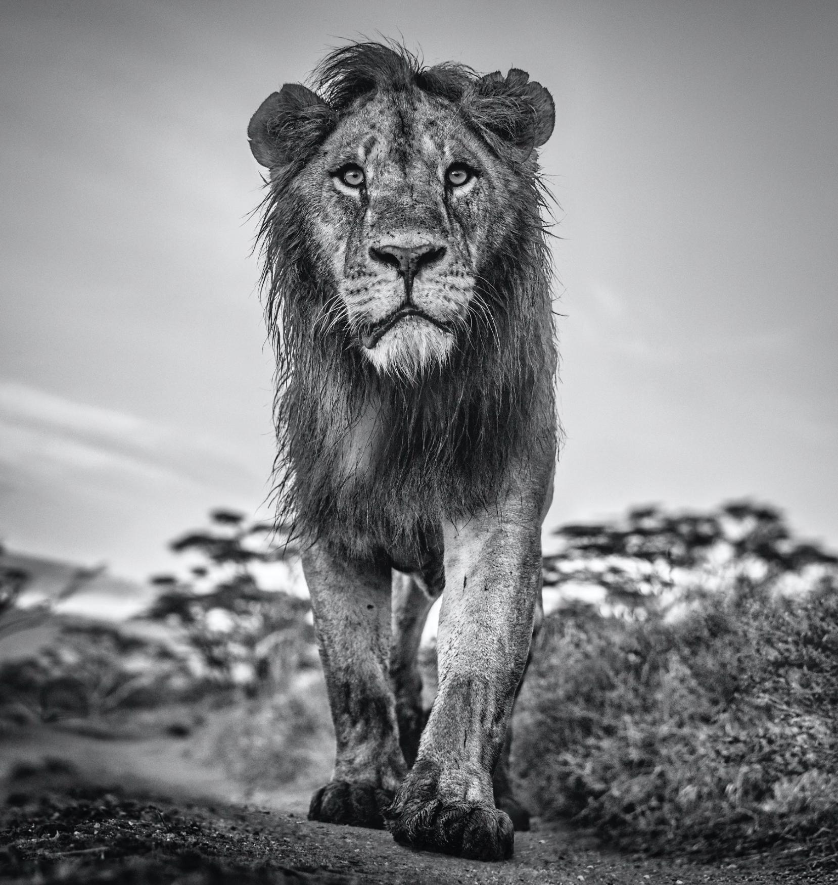 David Yarrow Black and White Photograph - The Morning Show