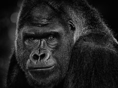 My Dear Watson by David Yarrow - Contemporary Wildlife Photography