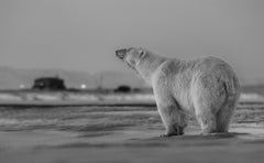 My Place or Yours, Alaska von David Yarrow - Contemporary Wildlife Photography