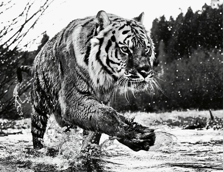 David Yarrow Black and White Photograph - Mystic River