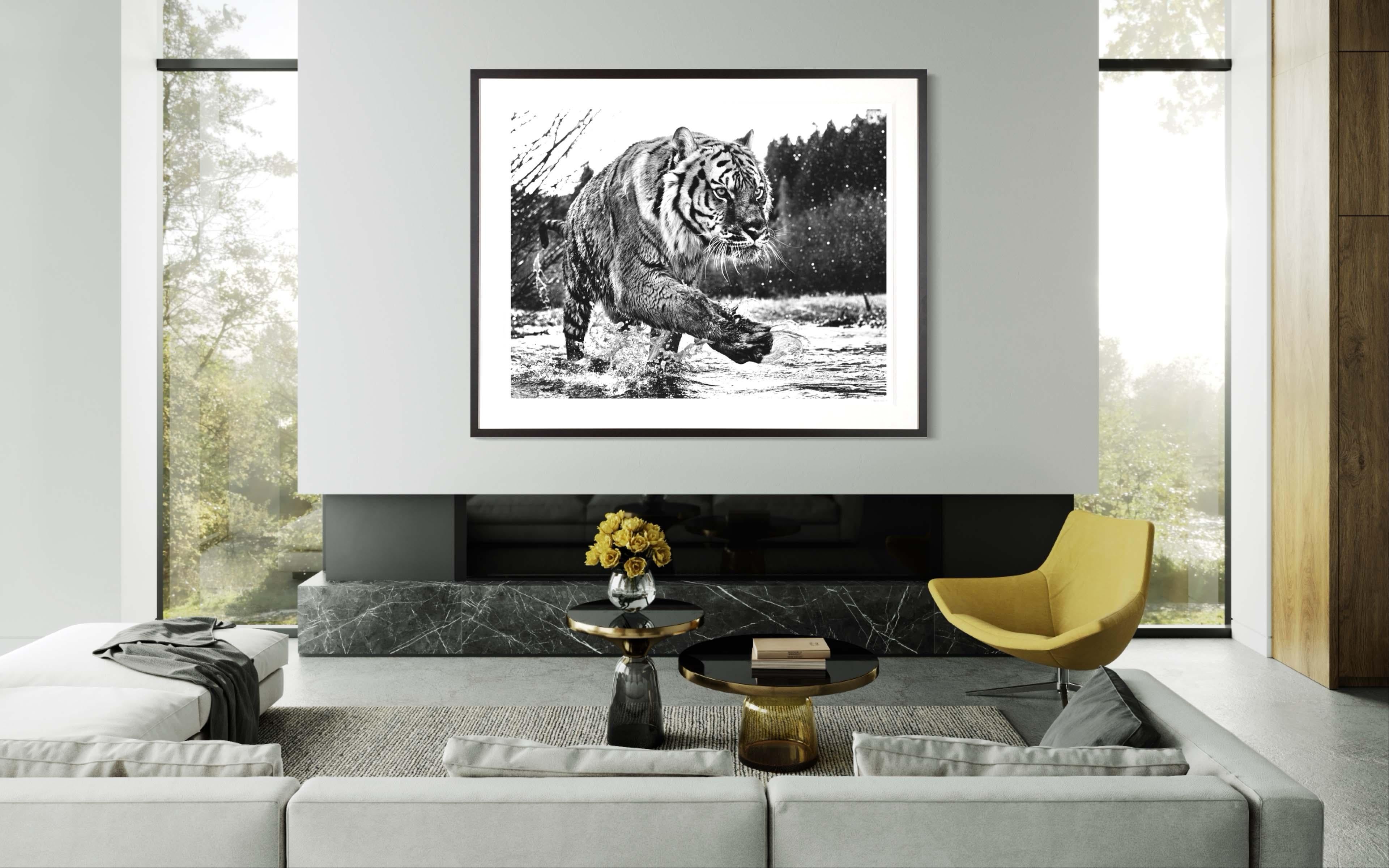 black and white siberian tiger