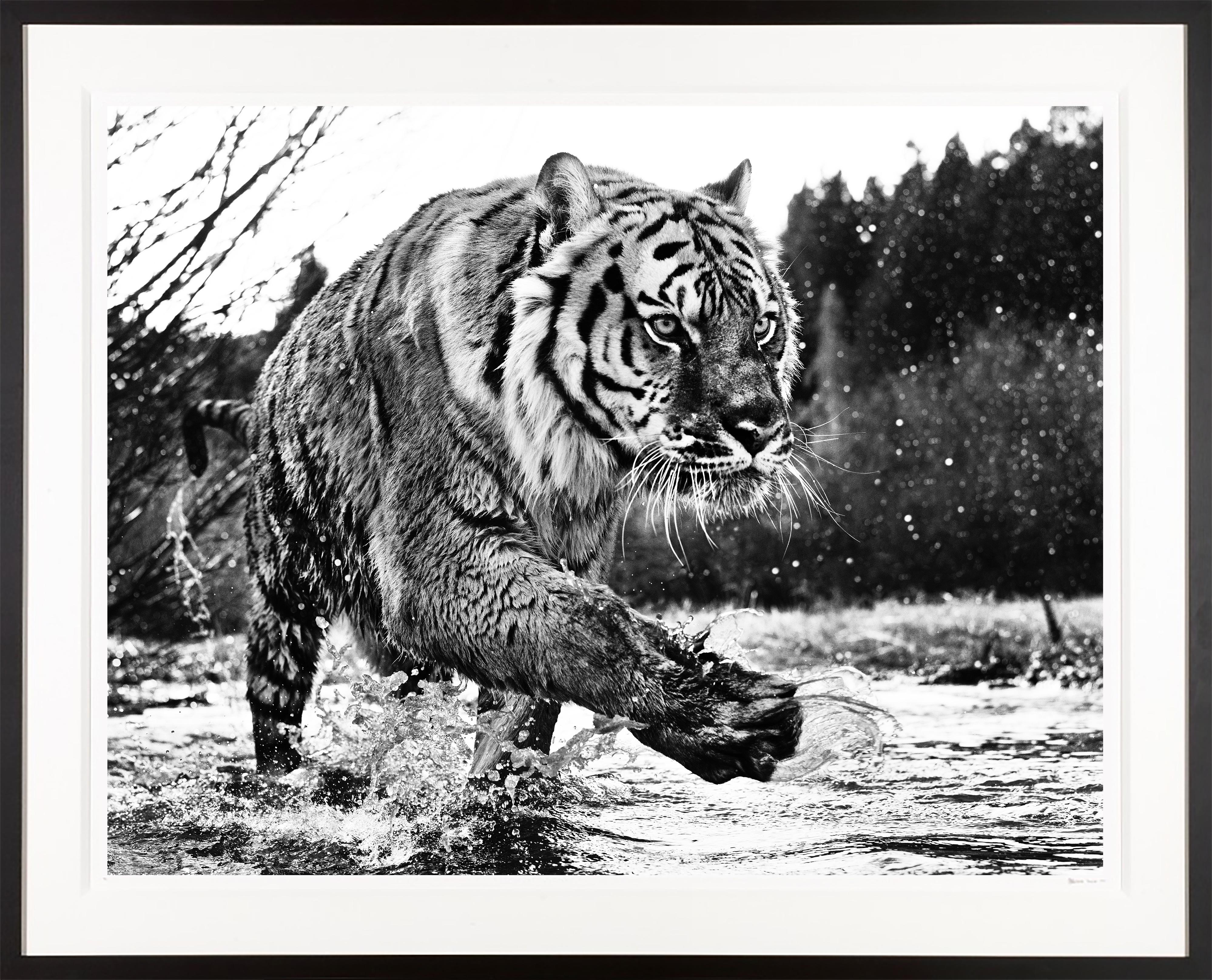 "Mystic River" Siberian Tiger Framed Black and White Photograph