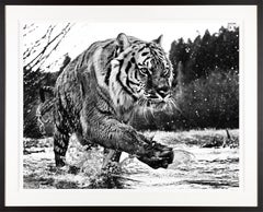"Mystic River" Siberian Tiger Framed Black and White Photograph